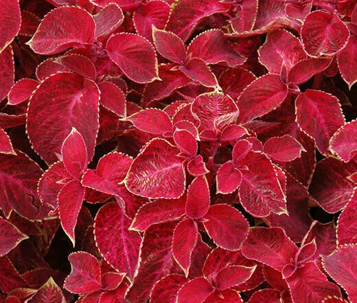 Coleus Seeds - 40 Count - Wizard Velvet Red - Fresh Coleus Seed (Solenostemon scutellarioides)