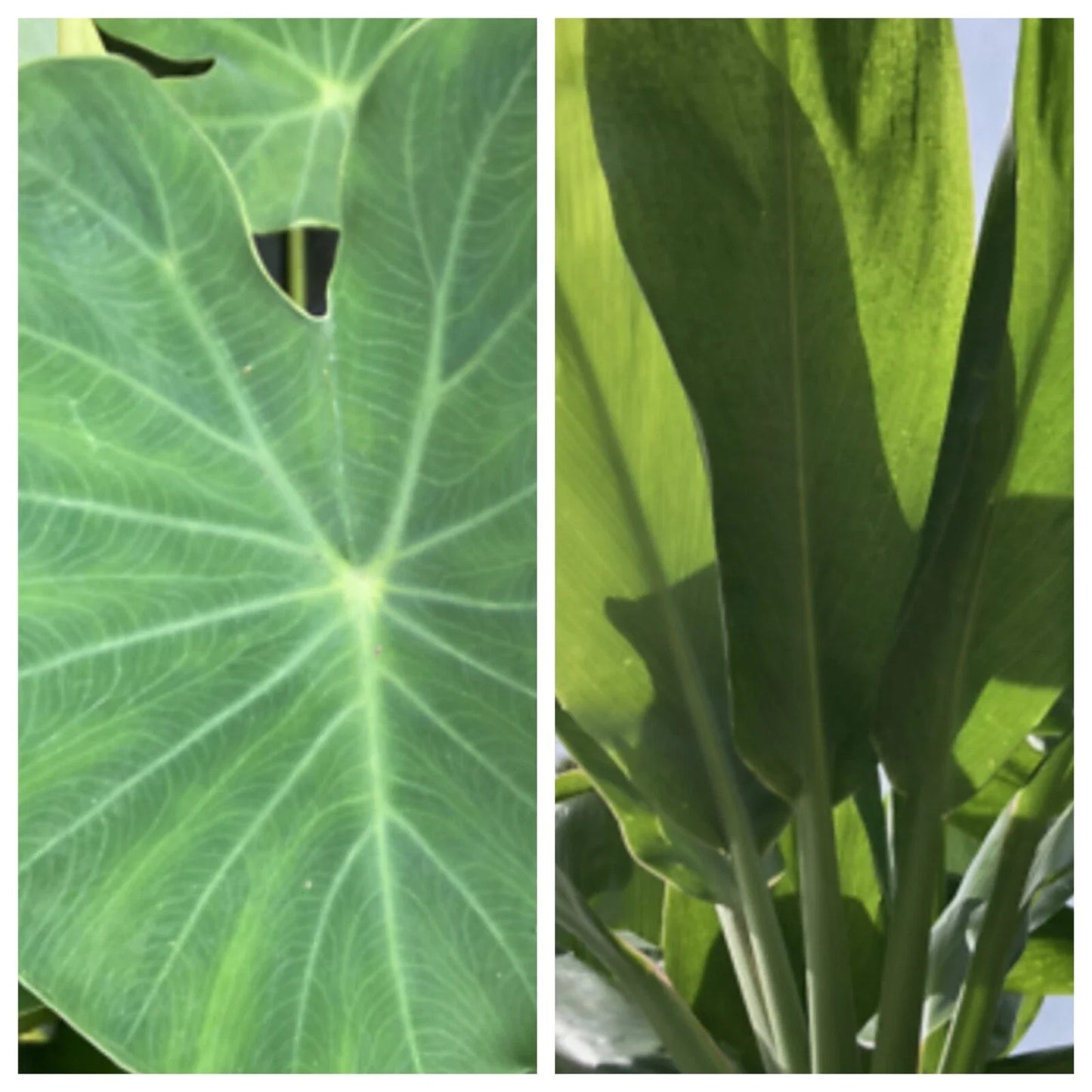 Taro Ti Laulau Box Set - Colocasia esculenta & Cordyline fruticosa - Hawaiian Plants 4" Pot