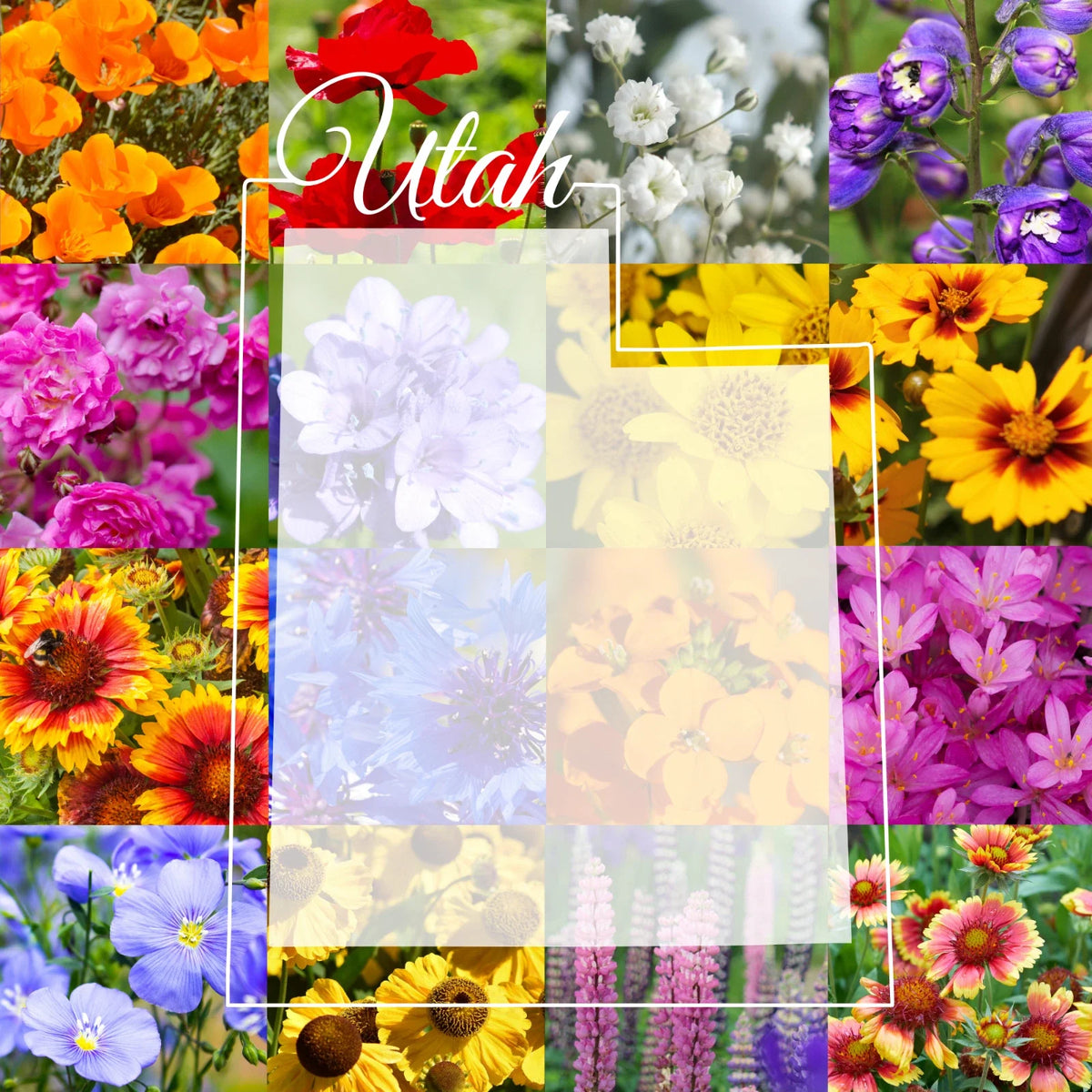 Wildflower Seed Mix 1/4 Pound Utah Western Blend Covers 800 sq ft - Native Wildflowers for Pollinators (Various Species)
