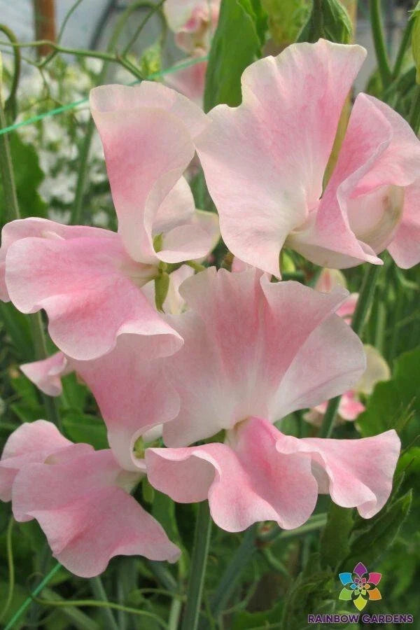 John Gray Sweet Pea 50 Seeds - Garden Planting - Lathyrus odoratus - USA - Free Shipping
