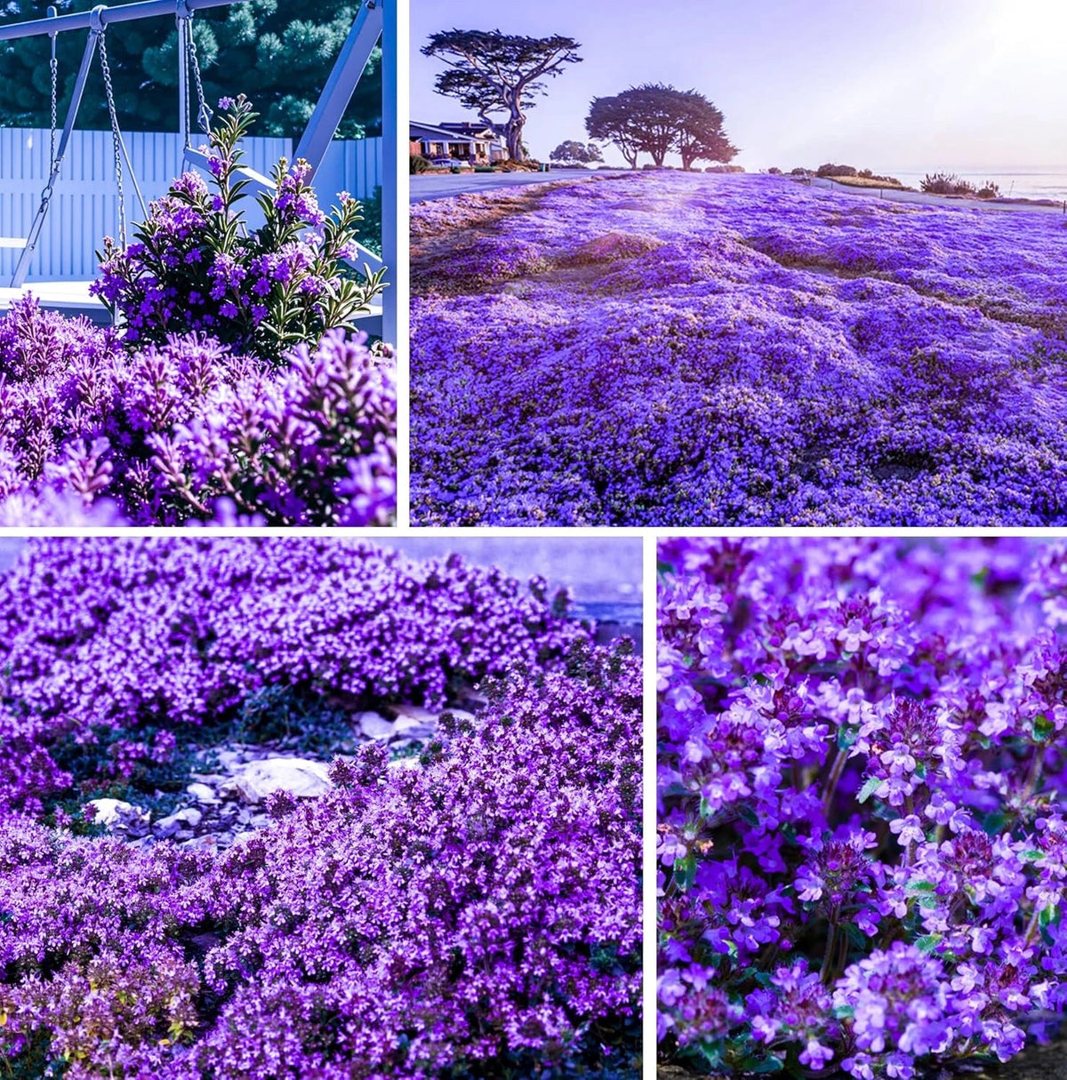 Creeping Thyme Seeds 20000+ Non-GMO Purple Ground Cover Perennial Thymus serpyllum Heirloom