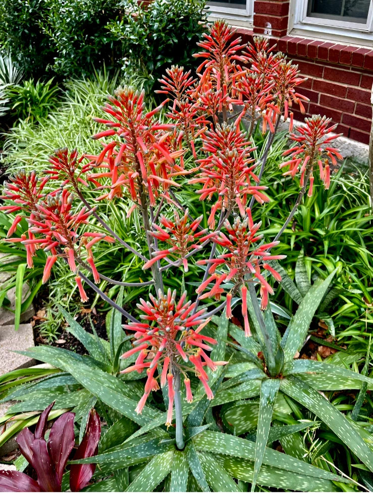 Red/Orange Flowering Soap Plant - Zebra Maculata Aloe - 10"-12" Bare Rooted Plant