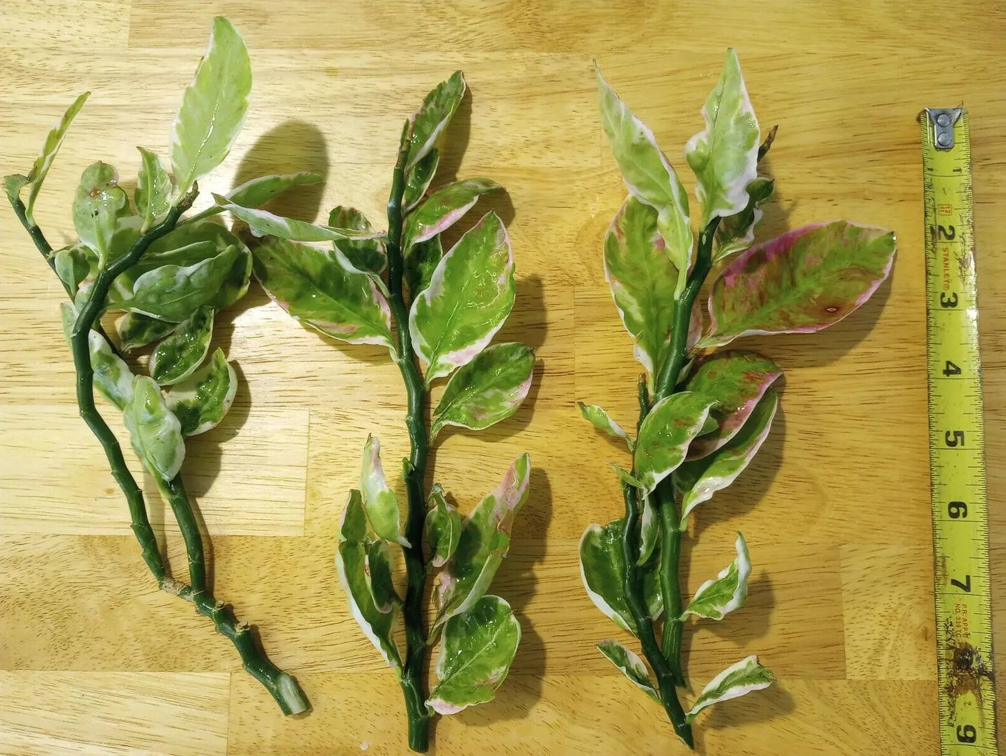 Devil's Backbone Cuttings 8-10'' Variegated Japanese Poinsettia (Euphorbia tithymaloides)