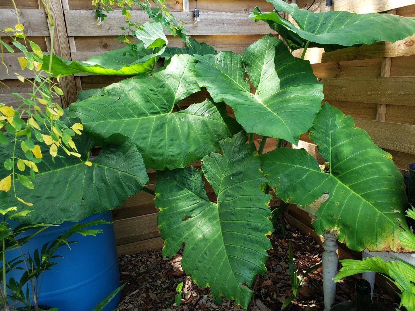 Giant Alocasia Plant 4" Pot Taro Gigantea Elephant Ear Live Plant Borneo