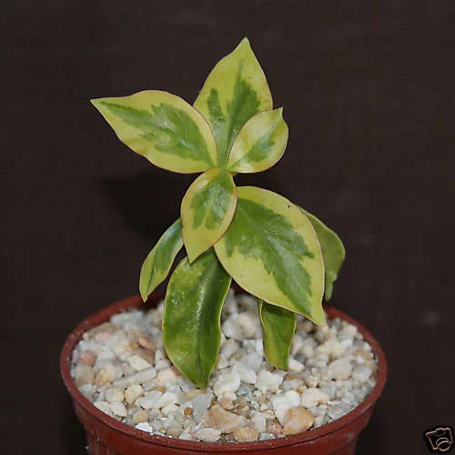 Variegated Pereskia aculeata Cactus in 4" Pot - Rare Indoor Plant, Tropical Succulent, Unique Foliage