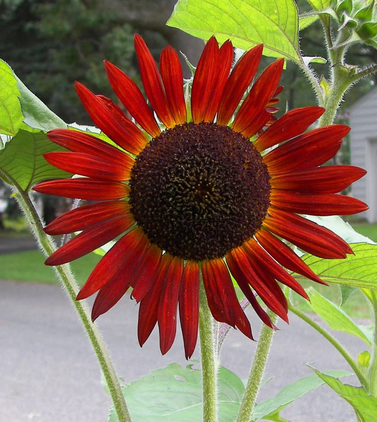 Red Sunflower Seeds - 50 Count - Helianthus annuus - Vibrant Red Blooms for Gardens & Landscaping - GroCo USA