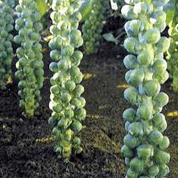 Brussel Sprouts Seeds, Heirloom Non-GMO, Long Island Variety, 50+ Seeds for Home Garden, Brassica oleracea