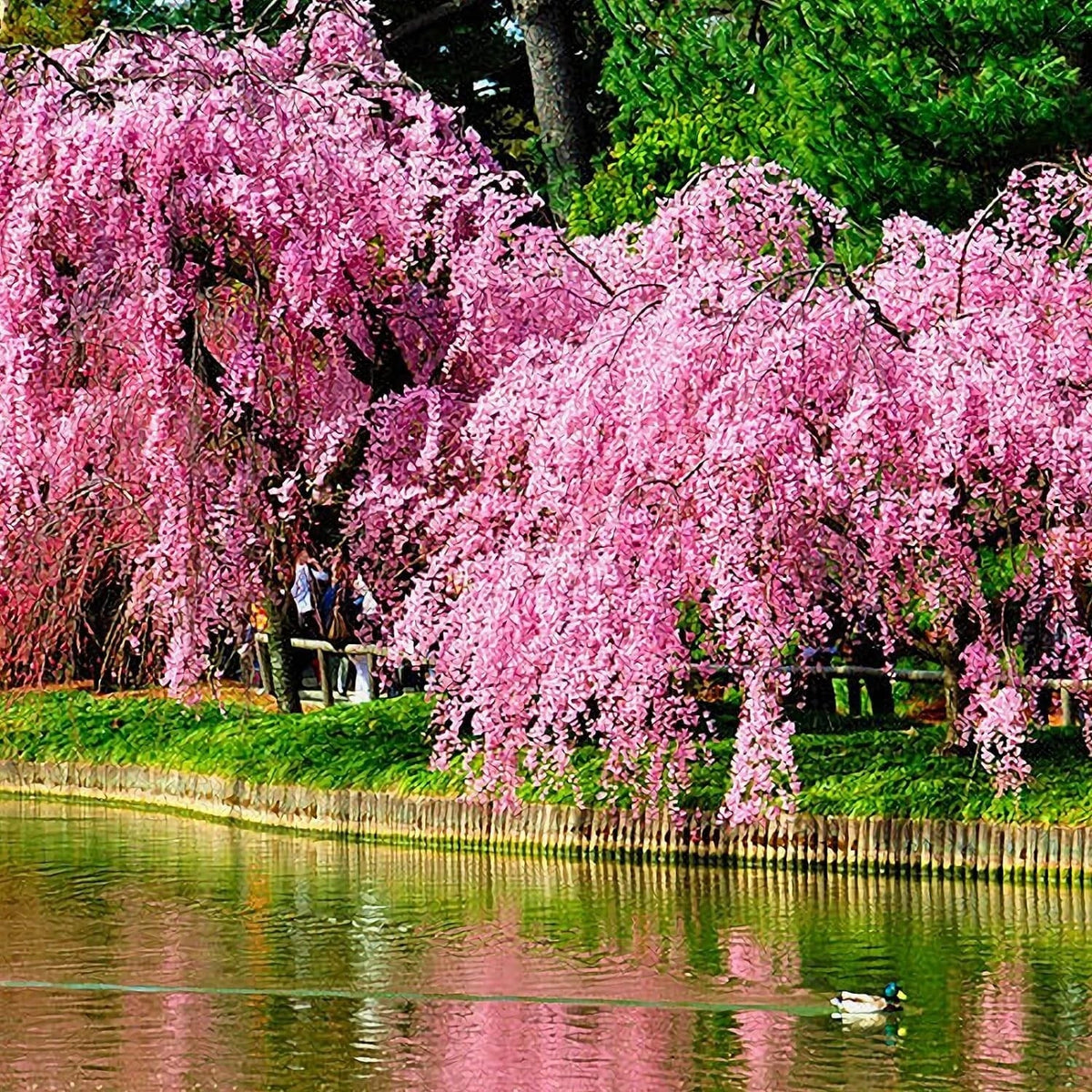 Weeping Sakura Seeds 20 Pcs Cherry Blossom Seeds Prunus serrulata