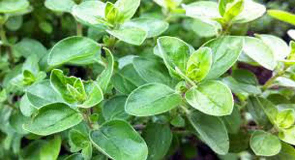 Sweet Marjoram Seeds, Heirloom Variety, NON GMO, (50+) Majoram Sweet, Oregano Majorana