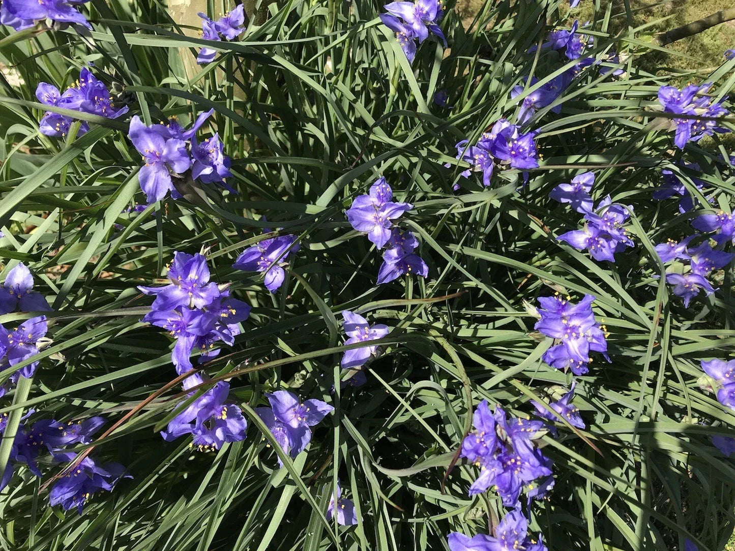 Spiderwort Rhizome Bulbs - 20 Perennial Purple Flower Plants - Tradescantia pallida, Widow's Tear