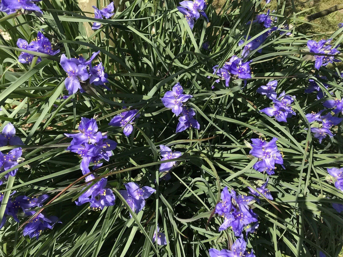 Spiderwort Rhizome Bulbs - 20 Perennial Purple Flower Plants - Tradescantia pallida, Widow's Tear