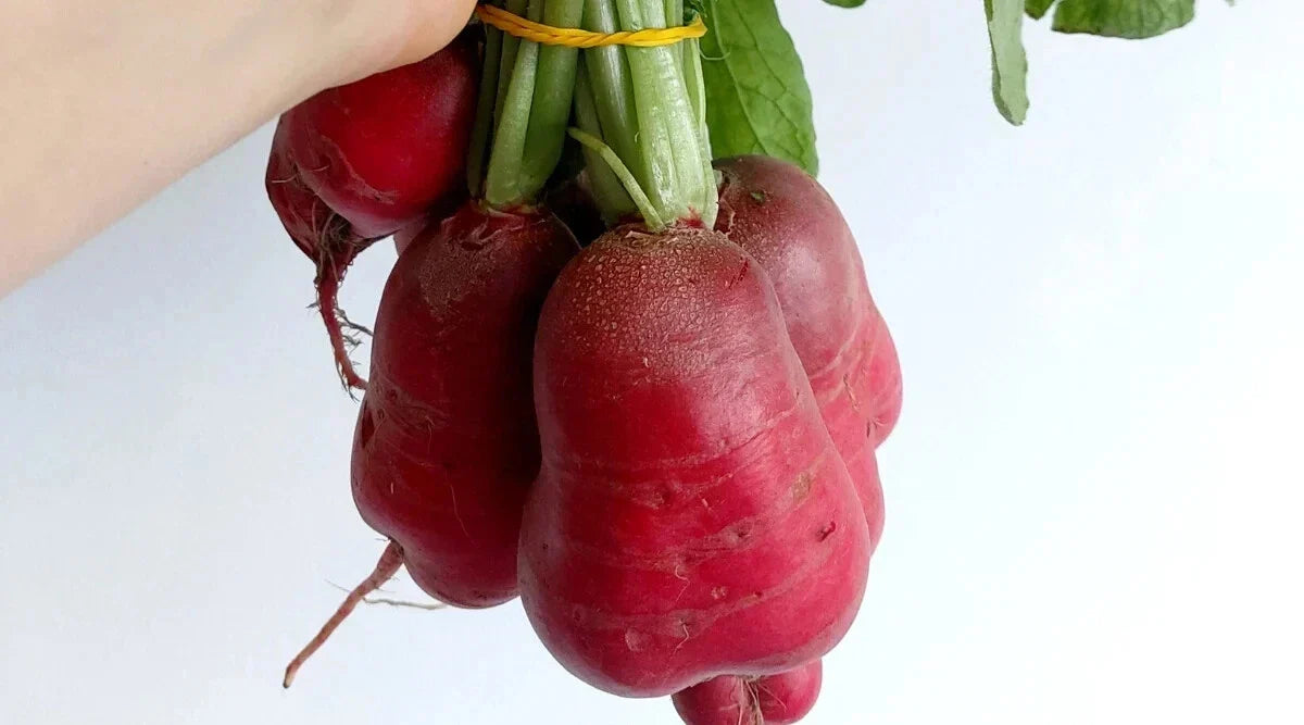 Crimson Giant Radish Seeds - 500+ Count - Non-GMO Garden Seeds - Raphanus sativus