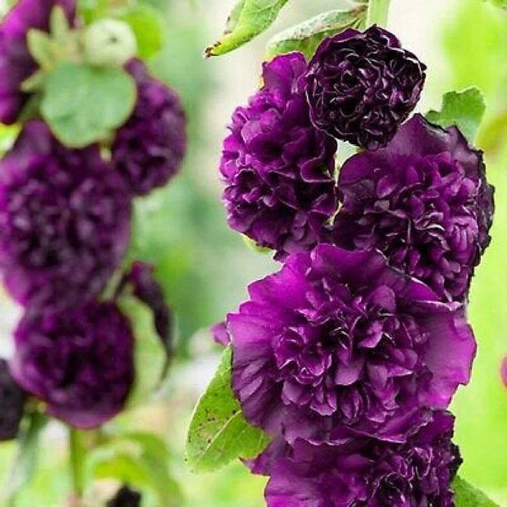 25 Double Dark Purple Hollyhock Seeds | Perennial Flower Seed | Alcea rosea | US Seller