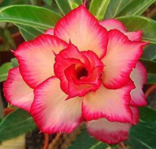 Desert Rose Seeds - 4 Yellow Red Adenium Obesum Perennial Flower Seeds for Garden