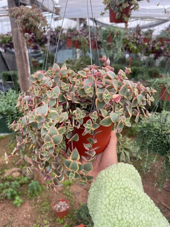 Crassula Marginalis Rubra 'Variegata' Succulent Cuttings - Calico Kitten Plant - 3 Pieces