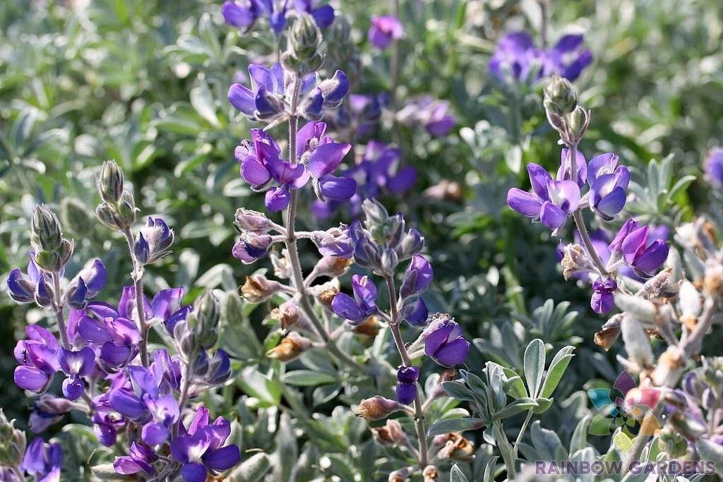 Dune Bush Lupine Seeds - 25+ Seeds for Garden Planting - Lupinus arboreus - USA Native Flowers