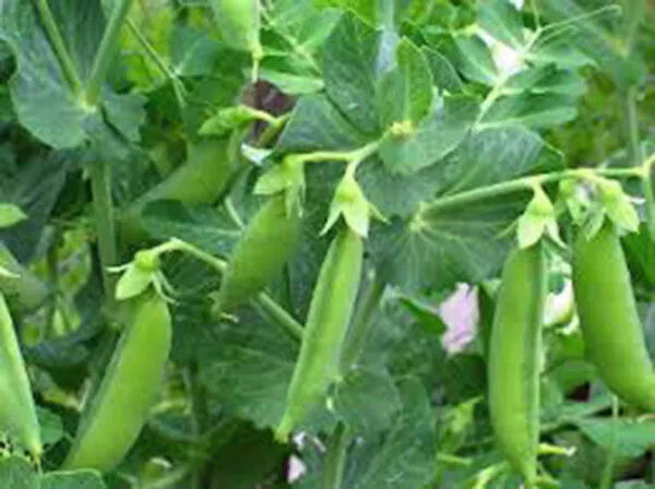Sugar Daddy Snap Peas Seeds, Heirloom Variety, 100+ Seeds for Salads and Snacks, Edible Garden Plant