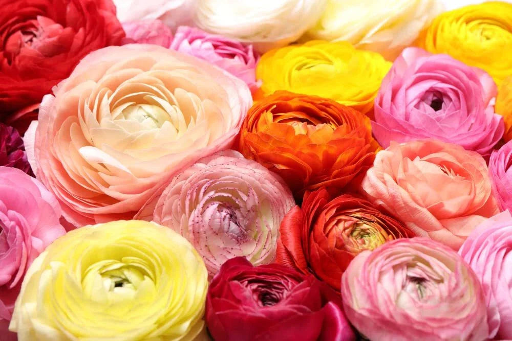 Ranunculus Bulbs Mix - Colorful Flower Bulbs for Planting - Ranunculus asiaticus - Ships from Iowa, USA