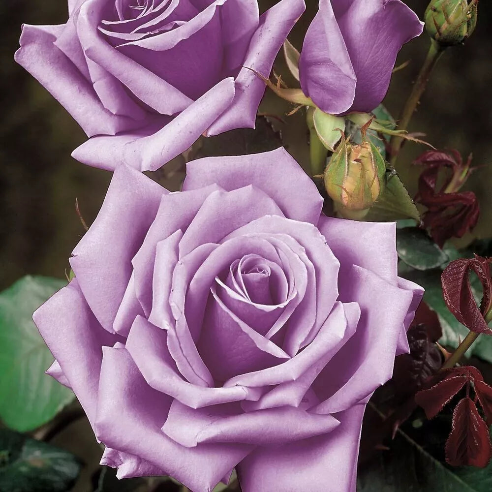 Rose Bush Cuttings - 3 Unrooted Blue Girl Live Flower Plants - Awarded Variety (Rosa 'Blue Girl')