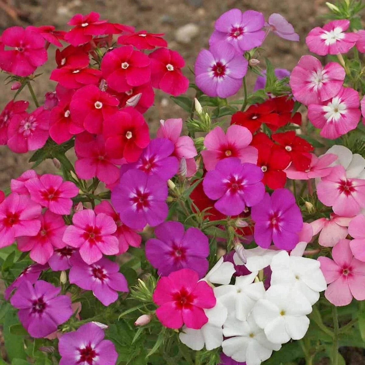 Mixed Annual Phlox Wildflower Seeds 1/4 Lb - Mylar Seed Packet - Phlox Drummondii - Everwilde Farms