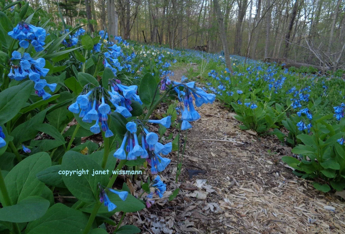 Virginia Bluebells Bulbs - 10 Roots Mertensia virginica - Spring Perennials for Garden Planting