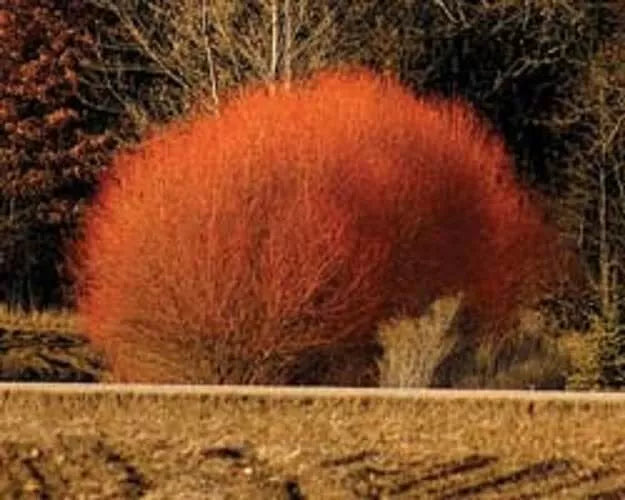 Red Flame Willow Trees - Fast Growing - Stunning Red Foliage - Salix integra 'Hakuro-nishiki'