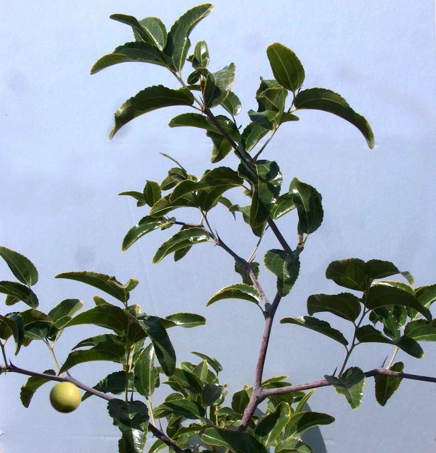 Sugar Cane Jujube Tree Cutting 8" Thin Graft Scion - Ziziphus jujuba (No Root)