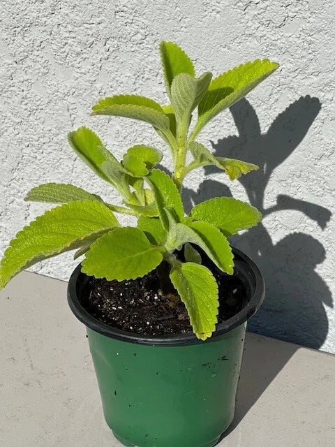 Cuban Oregano Plant 5+ Inch in 4" Pot - Mexican Mint, Spanish Thyme, Indian Borage - Plectranthus amboinicus