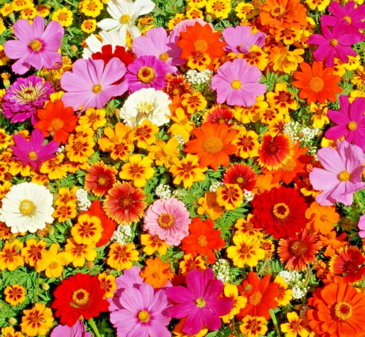 Native Wildflower Seed Mix - 2000+ Seeds - 19 Flowering Annuals - Easy to Grow Cut Flowers - Wildflower Mix