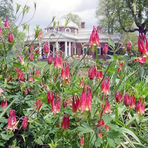 Eastern Red Columbine Seeds - 100+ Perennial Native Wildflower for Shade Garden - Aquilegia canadensis