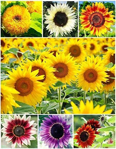 Sunflower Seeds for Planting - 100+ Colorful Mix - Non-GMO (Helianthus annuus)