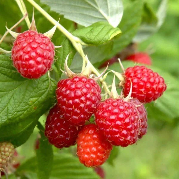 Everbearing Heritage Raspberry Cuttings - 20 Thin Cuttings - Rubus idaeus