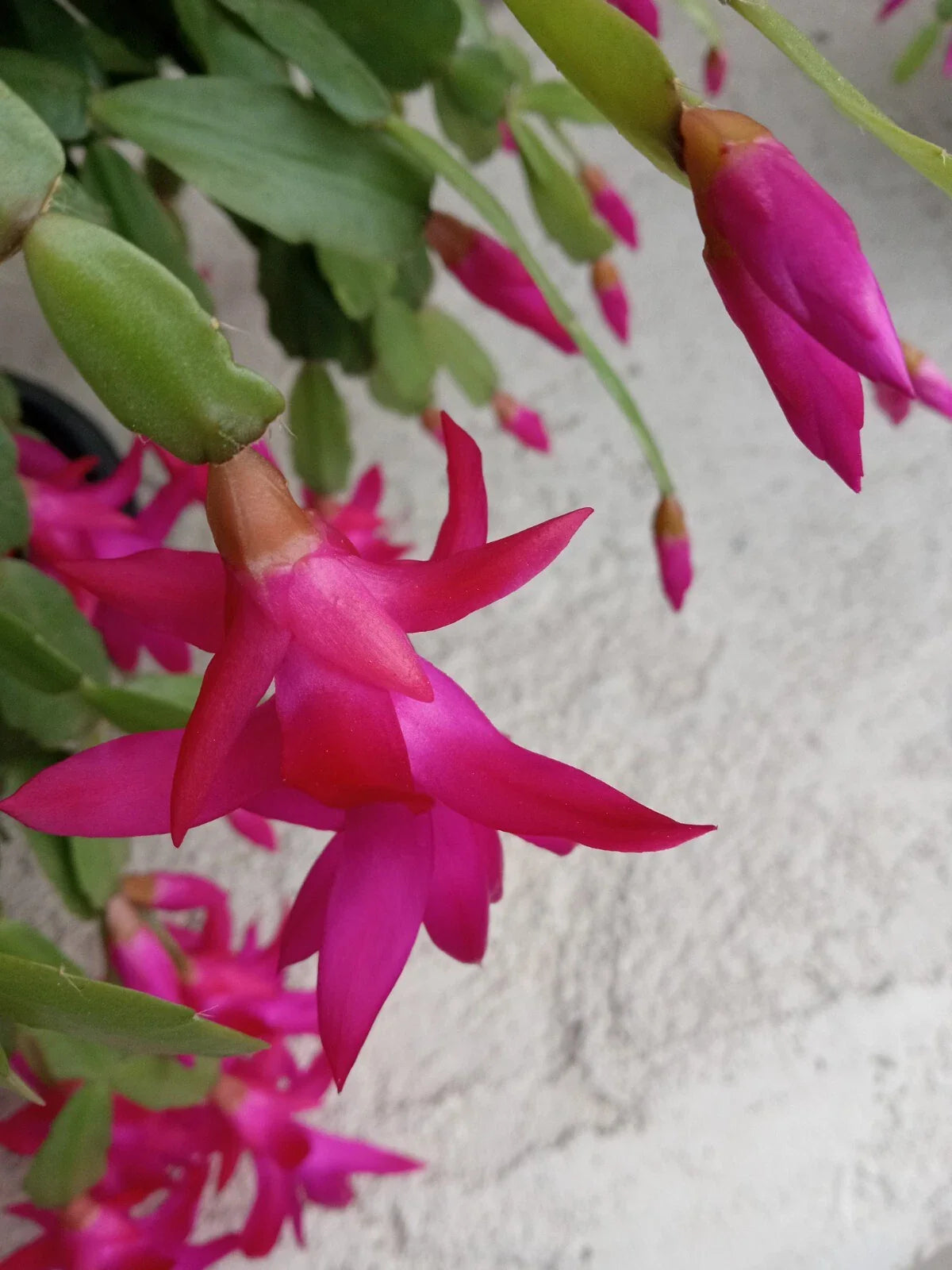 Rooted Christmas Cactus Plant - Pink Schlumbergera Zygocactus - 5 Pack - Ready to Plant