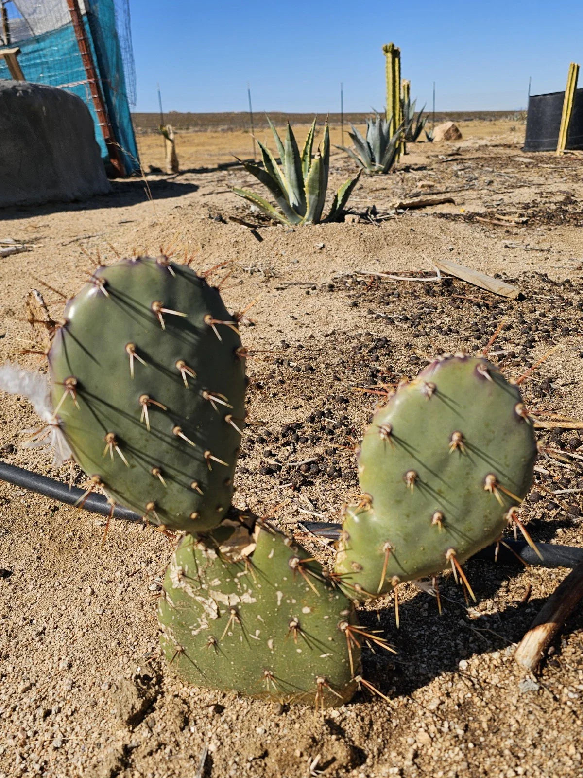 Coastal Prickly Pear Cactus - 2 Pads, Opuntia Littoralis, Drought-Tolerant Succulent, Ideal for Gardens and Containers