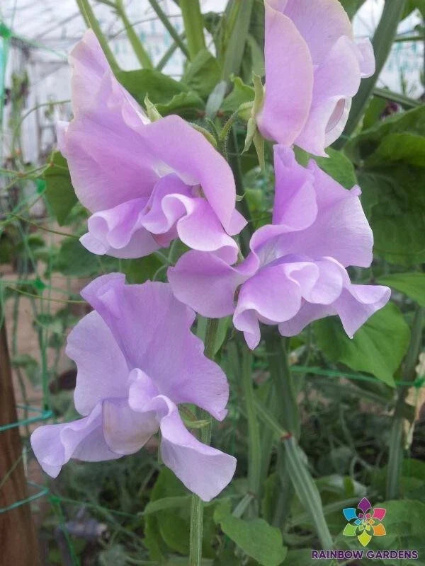Misty Mountain Sweet Pea Seeds - 50+ Pack for Garden Planting - Lathyrus odoratus - USA