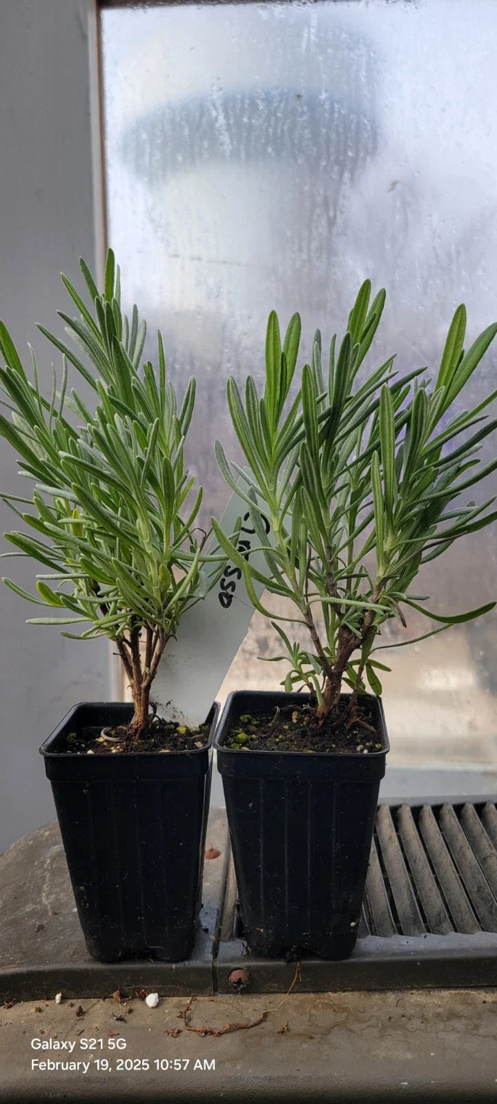 Lavender Grosso Live Plants - 2 Well Rooted Aromatic Herb Plants in 3" Pots - Spa Plants - Lavandula angustifolia