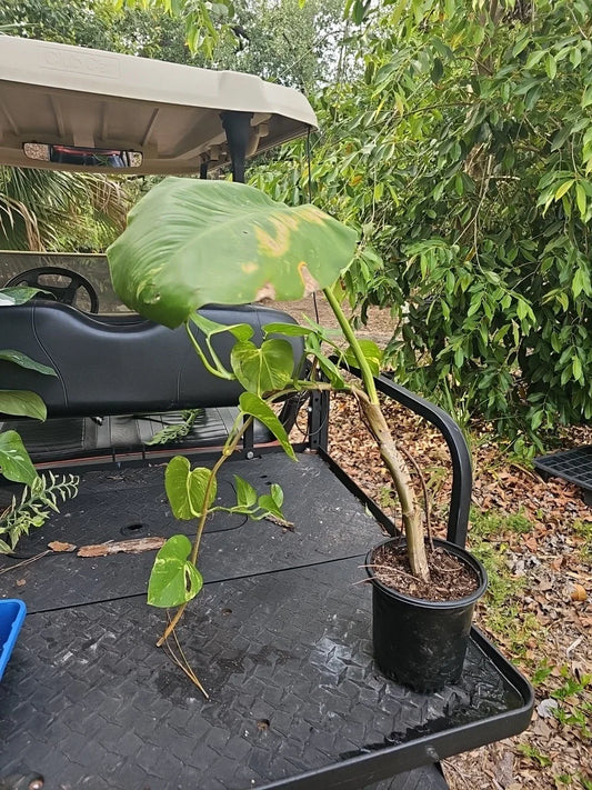 Giant Variegated Golden Pothos Plant - Large Climbing Trunk - Epipremnum aureum - Not Monstera