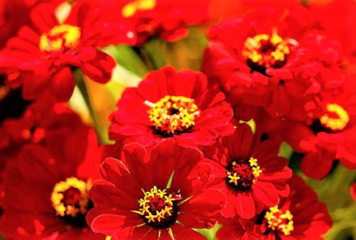 Zinnia Seeds Scarlet Flame - Non-GMO 100+ Seeds - Bright Red Flowers (Zinnia elegans)