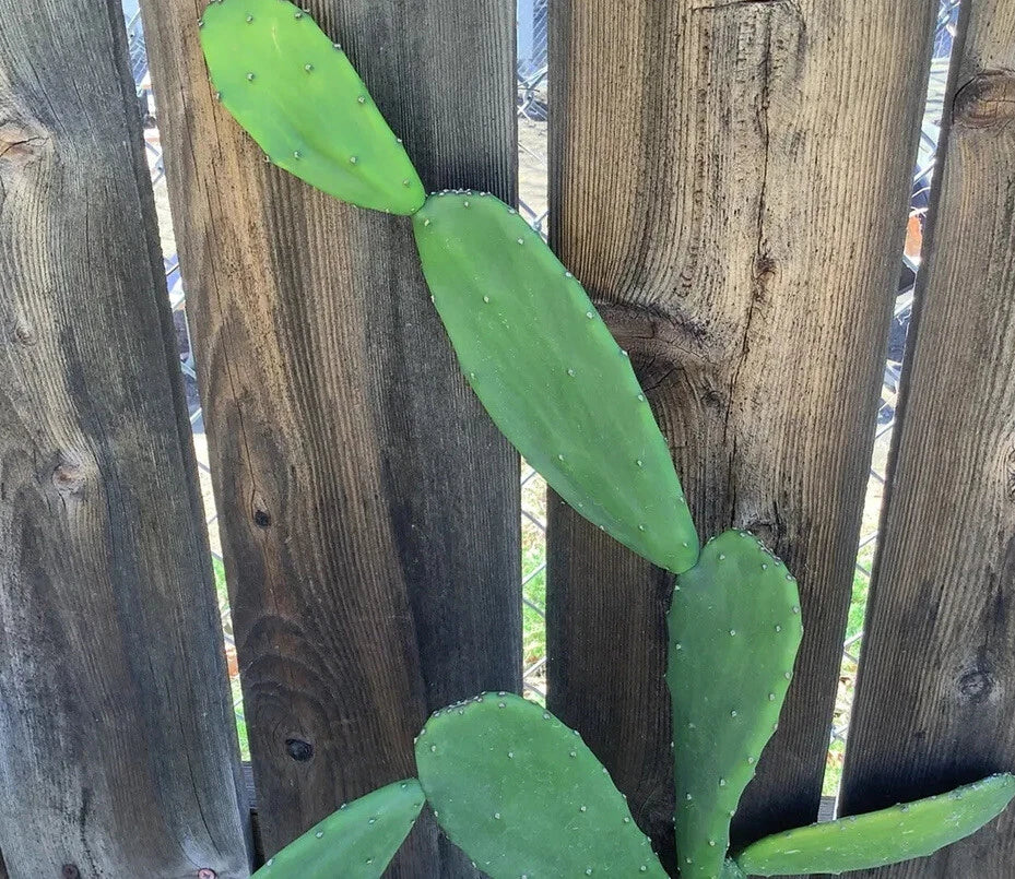 Edible Prickly Pear Pads - 5 Count - Opuntia ficus
