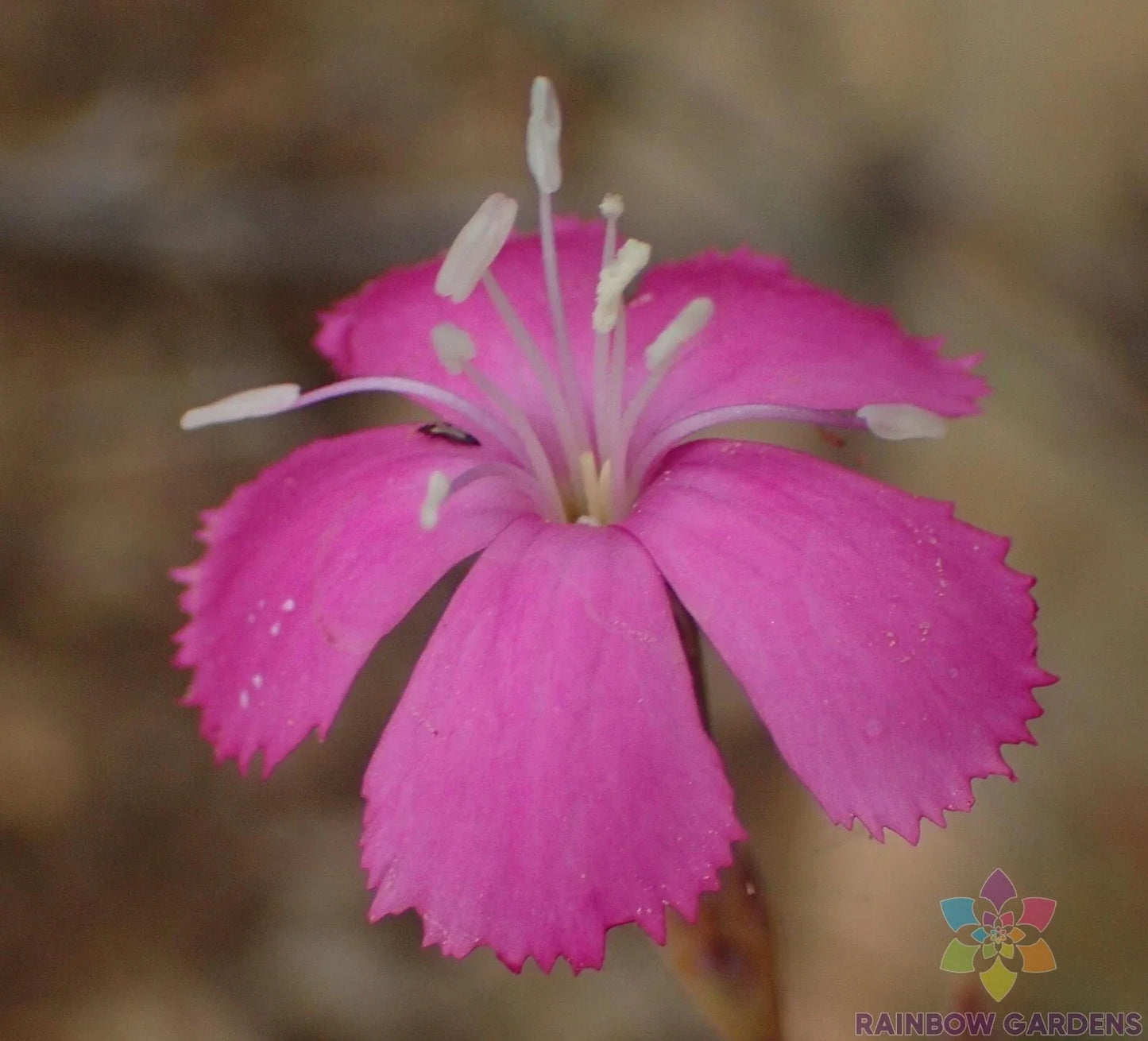 Lesotho Pink Carnation Seeds - 200+ Pack for Garden Planting - Dianthus caryophyllus - USA Grown - Free Shipping