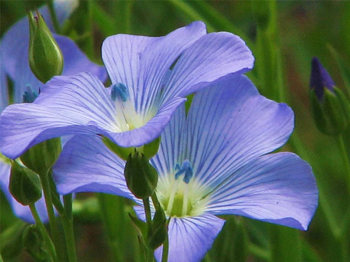 Blue Flax Seed Pack - 100+ Seeds - Striking Blue Flowers - Linum usitatissimum