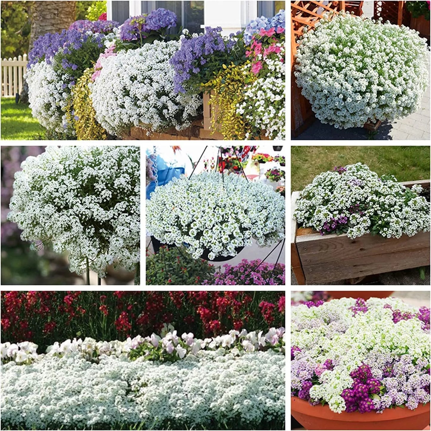 250 White Alyssum Clover Seeds | Ground Cover Carpet | Snow White Thyme (Thymus serpyllum)