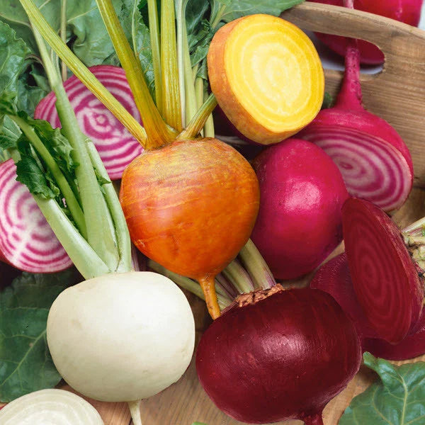 Rainbow Mix Beet Seeds 4 Species Detroit Dark Red Golden Chioggia White Beta vulgaris