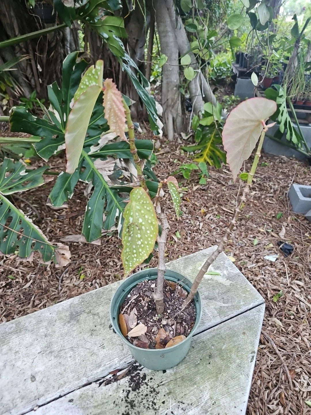 XL Angelwing Begonia Plant 5" Pot Spotted Polka Dot Begonia Maculata Wightii Live Houseplant