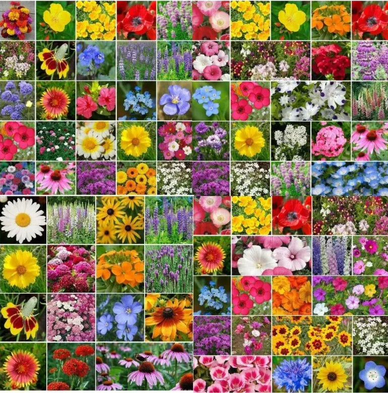 Wildflower Mix Bulk 5000 Seeds Non-GMO Top Sellers for Landscapers, Native Flower Seeds Mix