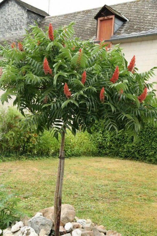 Winged Sumac Seeds - 30+ Rhus Glabra Seeds for Planting, Native Shrub, Drought Tolerant, Attractive Foliage