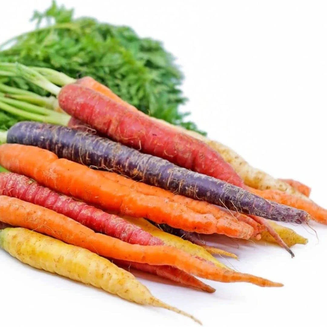 Rainbow Carrot Seeds 750 Count | Non-GMO Heirloom Vegetable Seeds | Daucus carota