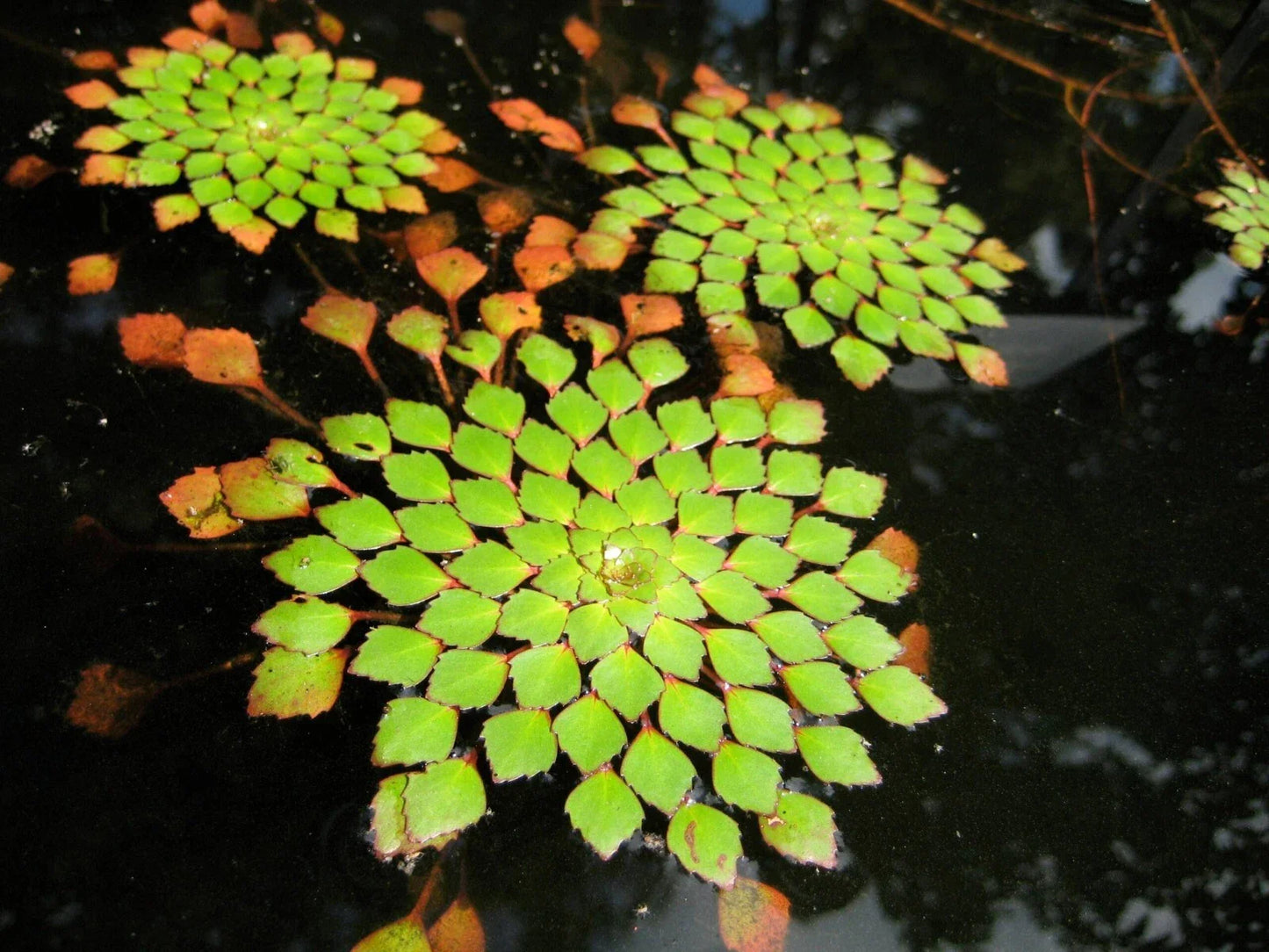 Mosaic Plant 1 Plant - Ludwigia Sedioides - Easy Live Aquarium Pond Aquatic Décor