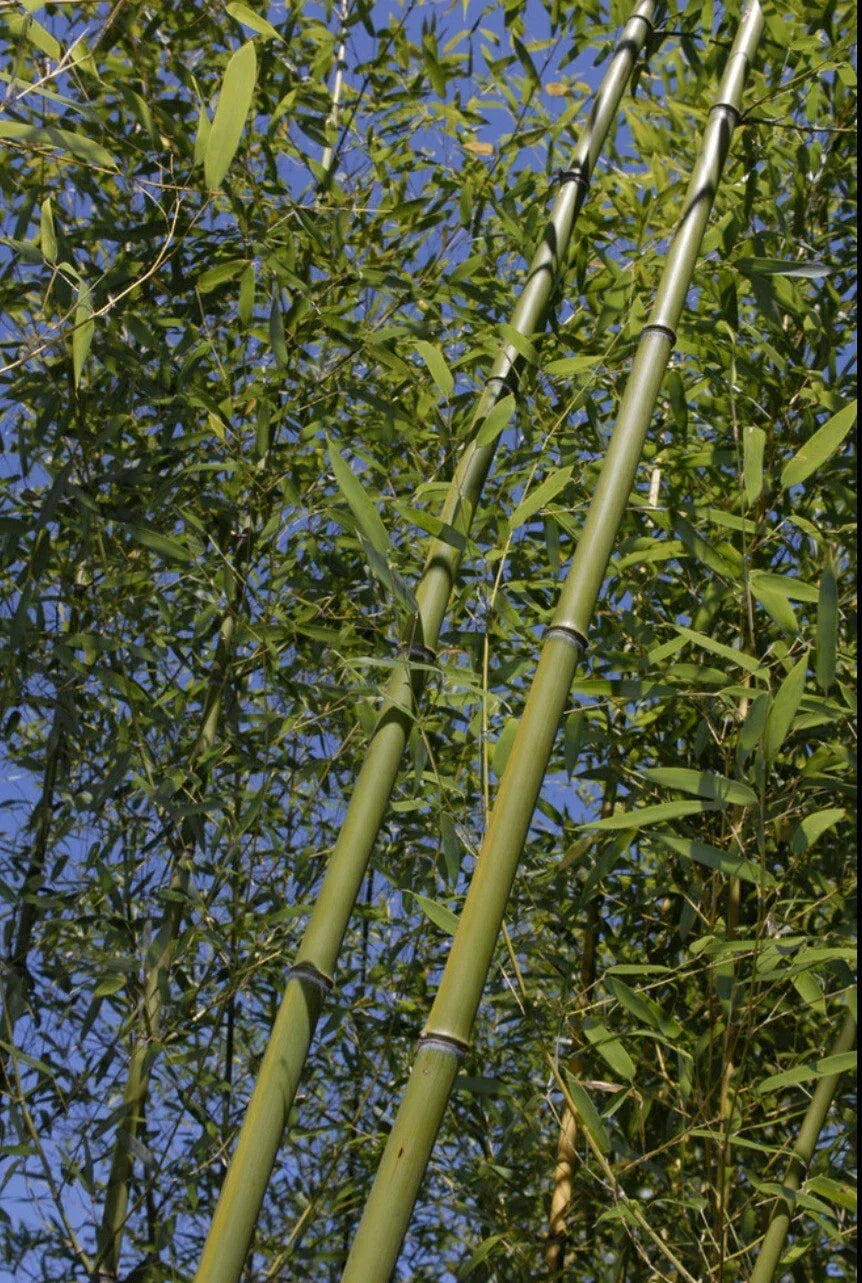 Bamboo Bare Root Plant Budded Rhizome Phyllostachys Rubromarginata 'Red Margin'