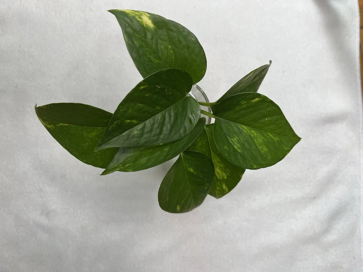 Golden Pothos Cuttings – 4 Healthy Rooted Cuttings – Easy Care Indoor Plant – Epipremnum aureum